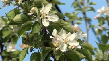 elma çiçekler bahar rüzgarı