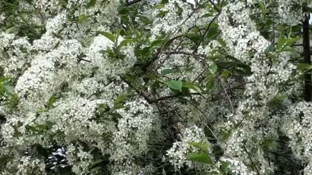 Floraciones de Espino — Vídeo de stock