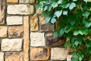 Taş duvardaki Ivy