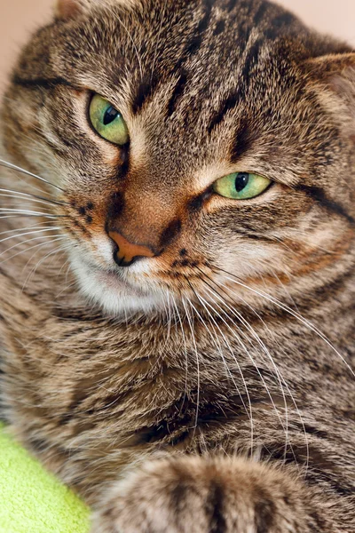 Kedi yeşil — Stok fotoğraf