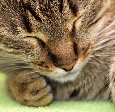 Uyuyan kedi