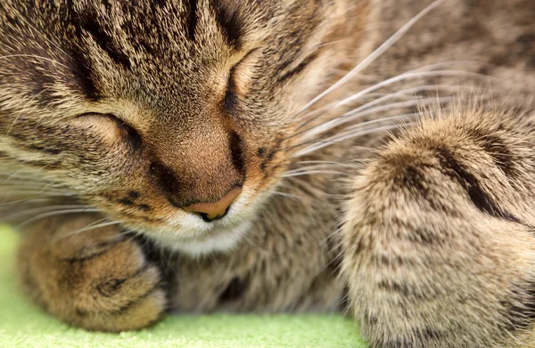 Gato dormindo — Fotografia de Stock