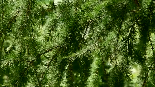 Larch — Stock Video