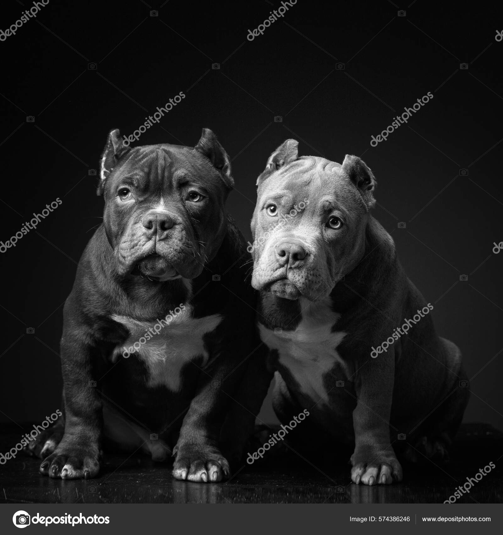Dark black store pitbull