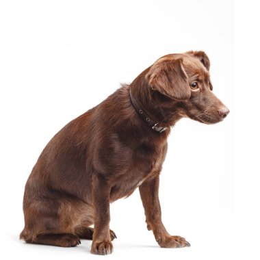 Beyaz arka planda büyük kulaklı evsiz bir köpek.