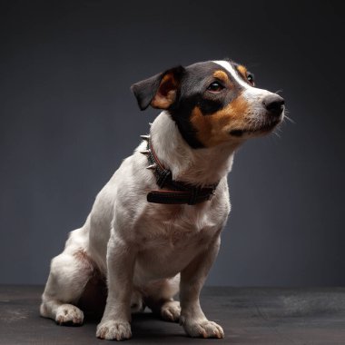 Jack Russell Terrier, 1 yaşında, gri arka planda oturuyor.