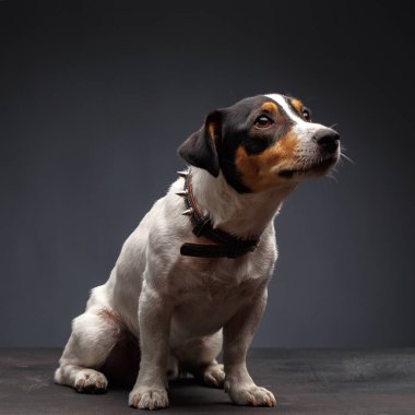 Jack Russell Terrier, 1 yaşında, gri arka planda oturuyor.