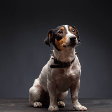 Jack Russell Terrier, 1 yaşında, gri arka planda oturuyor.