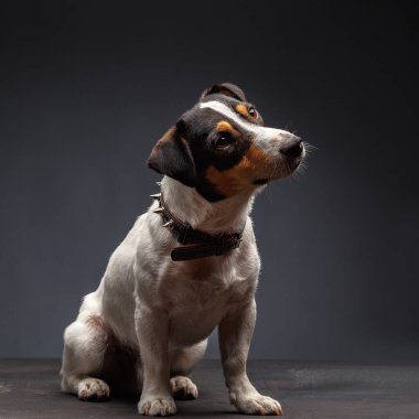Jack Russell Terrier, 1 yaşında, gri arka planda oturuyor.