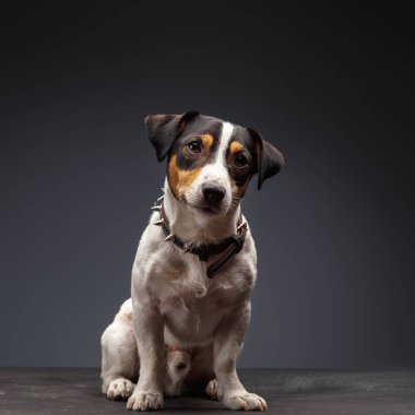 Jack Russell Terrier, 1 yaşında, gri arka planda oturuyor.