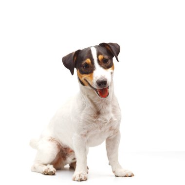 Jack Russell Terrier, bir yaşında, beyaz arka planda oturuyor.