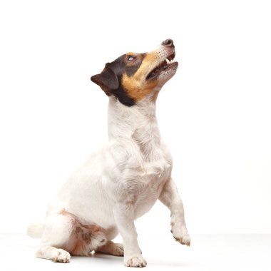 Jack Russell Terrier, bir yaşında, beyaz arka planda oturuyor.