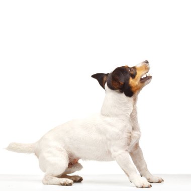 Jack Russell Terrier, bir yaşında, beyaz arka planda oturuyor.