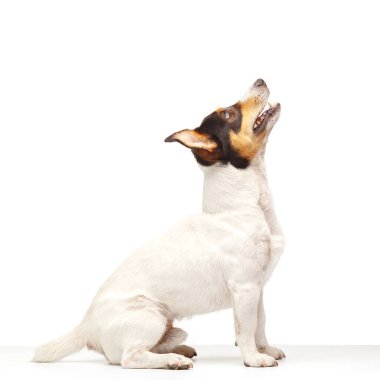 Jack Russell Terrier, bir yaşında, beyaz arka planda oturuyor.