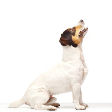Jack Russell Terrier, bir yaşında, beyaz arka planda oturuyor.