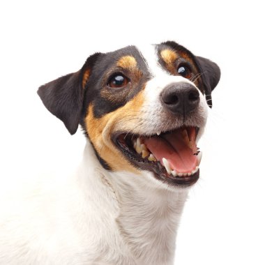 Beyaz arka planda ağzı açık Jack Russel Terrier 'ın yakın çekimi.