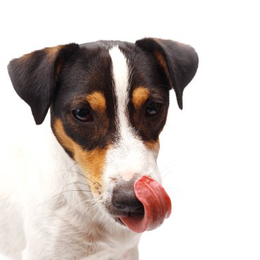 Beyaz arka planda ağzı açık Jack Russel Terrier 'ın yakın çekimi.