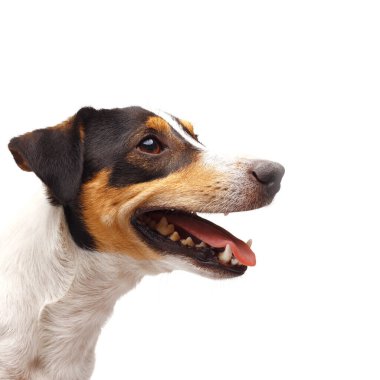 Beyaz arka planda ağzı açık Jack Russel Terrier 'ın yakın çekimi.