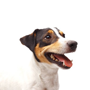 Beyaz arka planda ağzı açık Jack Russel Terrier 'ın yakın çekimi.