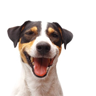 Beyaz arka planda ağzı açık Jack Russel Terrier 'ın yakın çekimi.