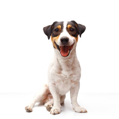 Jack Russell Terrier, bir yaşında, beyaz arka planda oturuyor.