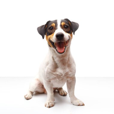 Jack Russell Terrier, bir yaşında, beyaz arka planda oturuyor.