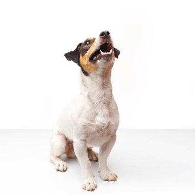 Jack Russell Terrier, bir yaşında, beyaz arka planda oturuyor.