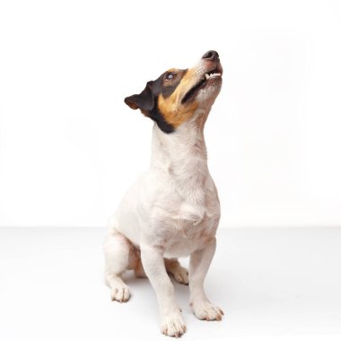 Jack Russell Terrier, bir yaşında, beyaz arka planda oturuyor.