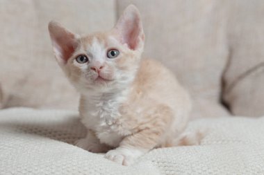 Devon Rex bir kanepede oturuyor.