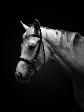 Atın kafası koyu bir arka planda. Siyah beyaz resim