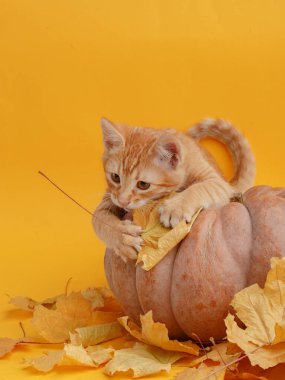 Tatlı zencefilli kedi yavrusu balkabağında kuru sonbahar yapraklarıyla oynuyor..