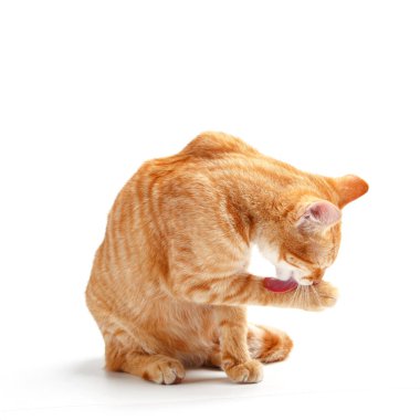 Beyaz arka planda tatlı kırmızı kedi