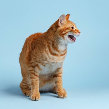 Mavi arka planda sevimli kırmızı kedi