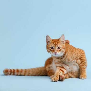 Mavi arka planda sevimli kırmızı kedi