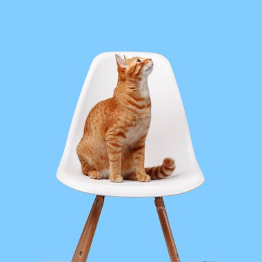 Sevimli kırmızı kedi mavi arka planda beyaz bir sandalyede oturuyor.