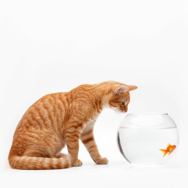 Şirin kırmızı kedi, yuvarlak bir akvaryumda altın dekoratif balıkla oynuyor..