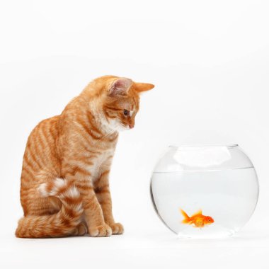 Şirin kırmızı kedi, yuvarlak bir akvaryumda altın dekoratif balıkla oynuyor..