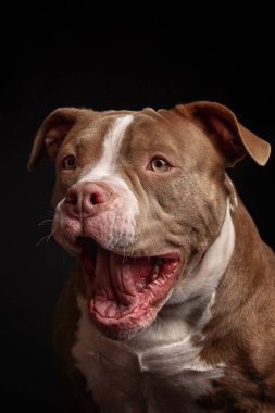 Amerikan pitbull teriyeri. Yavru köpek. Koyu arkaplan