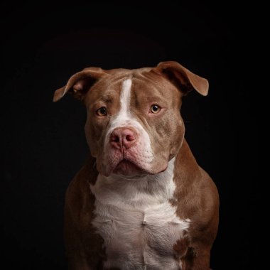 Amerikan pitbull teriyeri. Yavru köpek. Koyu arkaplan