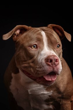 Amerikan pitbull teriyeri. Yavru köpek. Koyu arkaplan