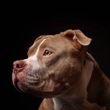 Amerikan pitbull teriyeri. Yavru köpek. Koyu arkaplan