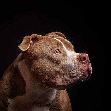 Amerikan pitbull teriyeri. Yavru köpek. Koyu arkaplan