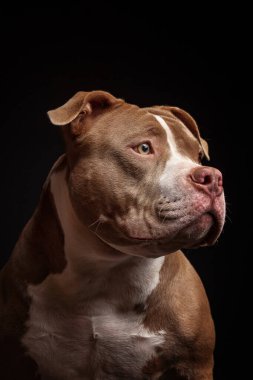 Amerikan pitbull teriyeri. Yavru köpek. Koyu arkaplan