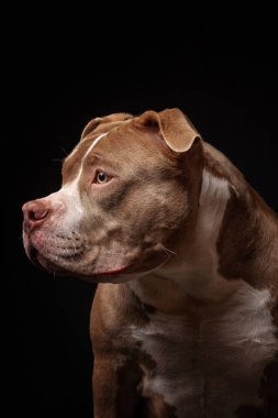 Amerikan pitbull teriyeri. Yavru köpek. Koyu arkaplan