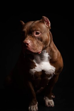 Köpek Amerikan pitbull teriyeri yetiştirir. Koyu arkaplan.
