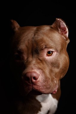 Köpek Amerikan pitbull teriyeri yetiştirir. Koyu arkaplan.
