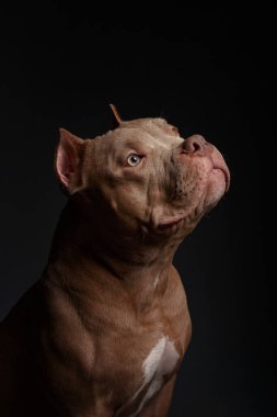 Köpek Amerikan pitbull teriyeri yetiştirir. Koyu arkaplan.