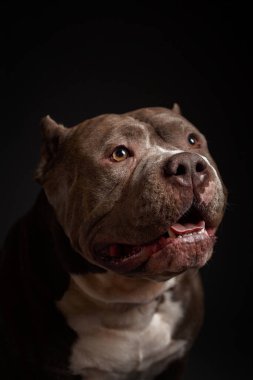 Köpek Amerikan pitbull teriyeri yetiştirir. Koyu arkaplan.