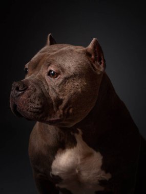 Köpek Amerikan pitbull teriyeri yetiştirir. Koyu arkaplan.
