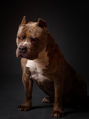 Köpek Amerikan pitbull teriyeri yetiştirir. Koyu arkaplan.